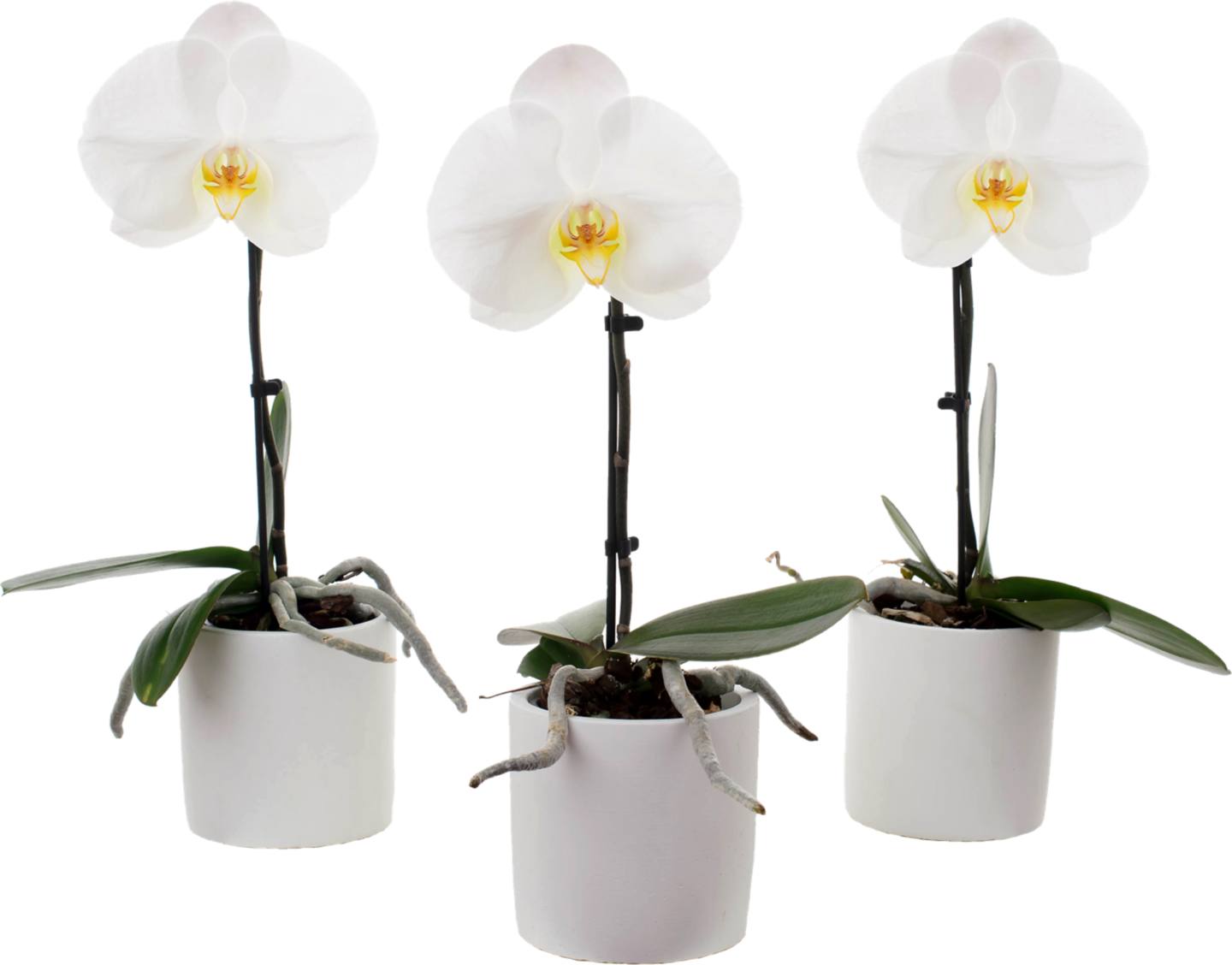 Orchidea Phalaenopsis 