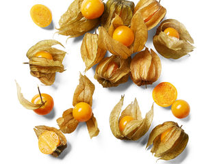 Physalis