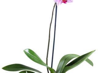 obrázek Orchidea Phalaenopsis
1 výhon