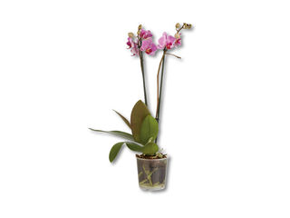 Orchidea multiflora