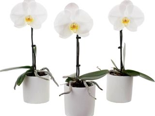 obrázek Orchidea Phalaenopsis 